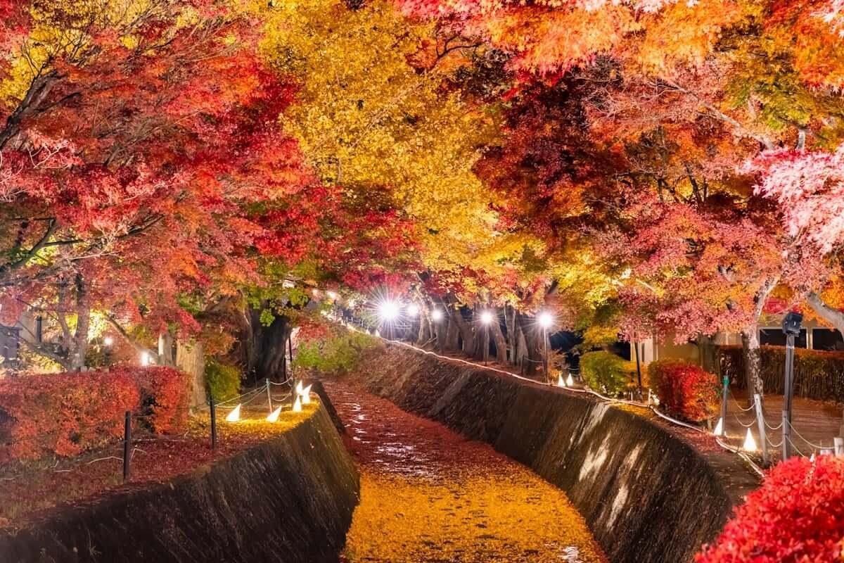 Tour Mùa Thu Nhật Bản: Osaka – Kobe – Kyoto – Nagoya – Phú Sĩ – Tokyo 6N5Đ