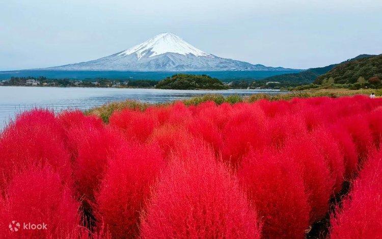 Tour Lá Đỏ Nhật Bản: Osaka – Kobe – Kyoto – Nagoya – Phú Sĩ – Tokyo 6N5Đ